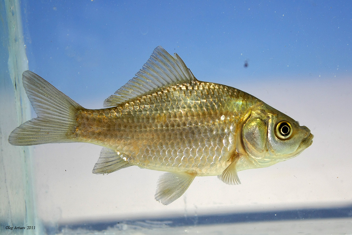 Заповедная Мордовия - Карась серебряный – Carassius auratus (Linnaeus, 1758)