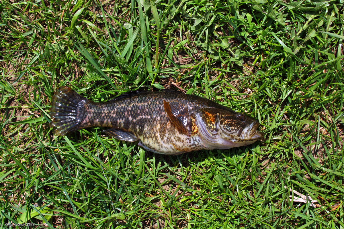 Ротан рыба в беларуси фото