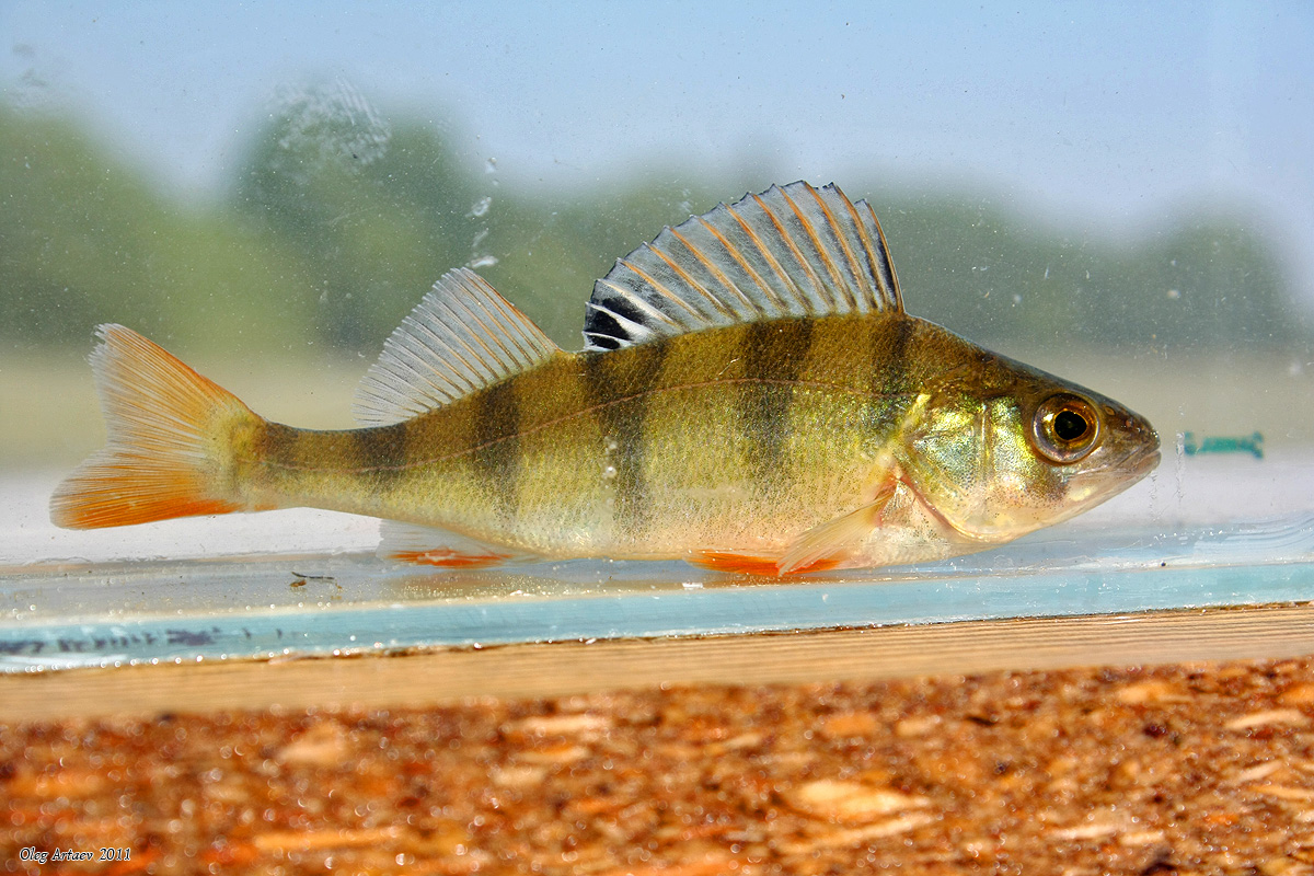 Речная рыба касатка фото